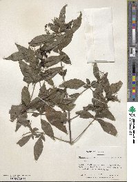 Viburnum formosanum subsp. formosanum image