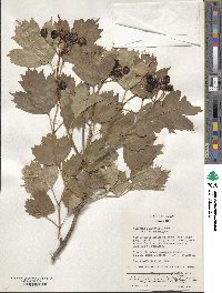 Viburnum sargentii image