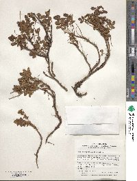 Geum pentapetalum image