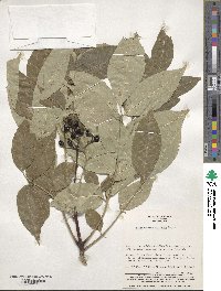 Phellodendron amurense image