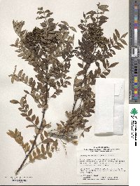 Zanthoxylum schinifolium image