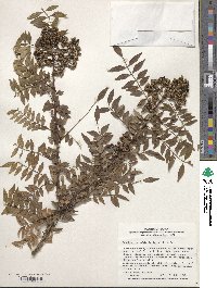 Zanthoxylum schinifolium image