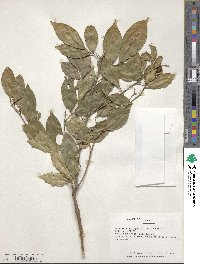 Glycosmis pentaphylla image