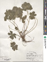 Geranium thunbergii image