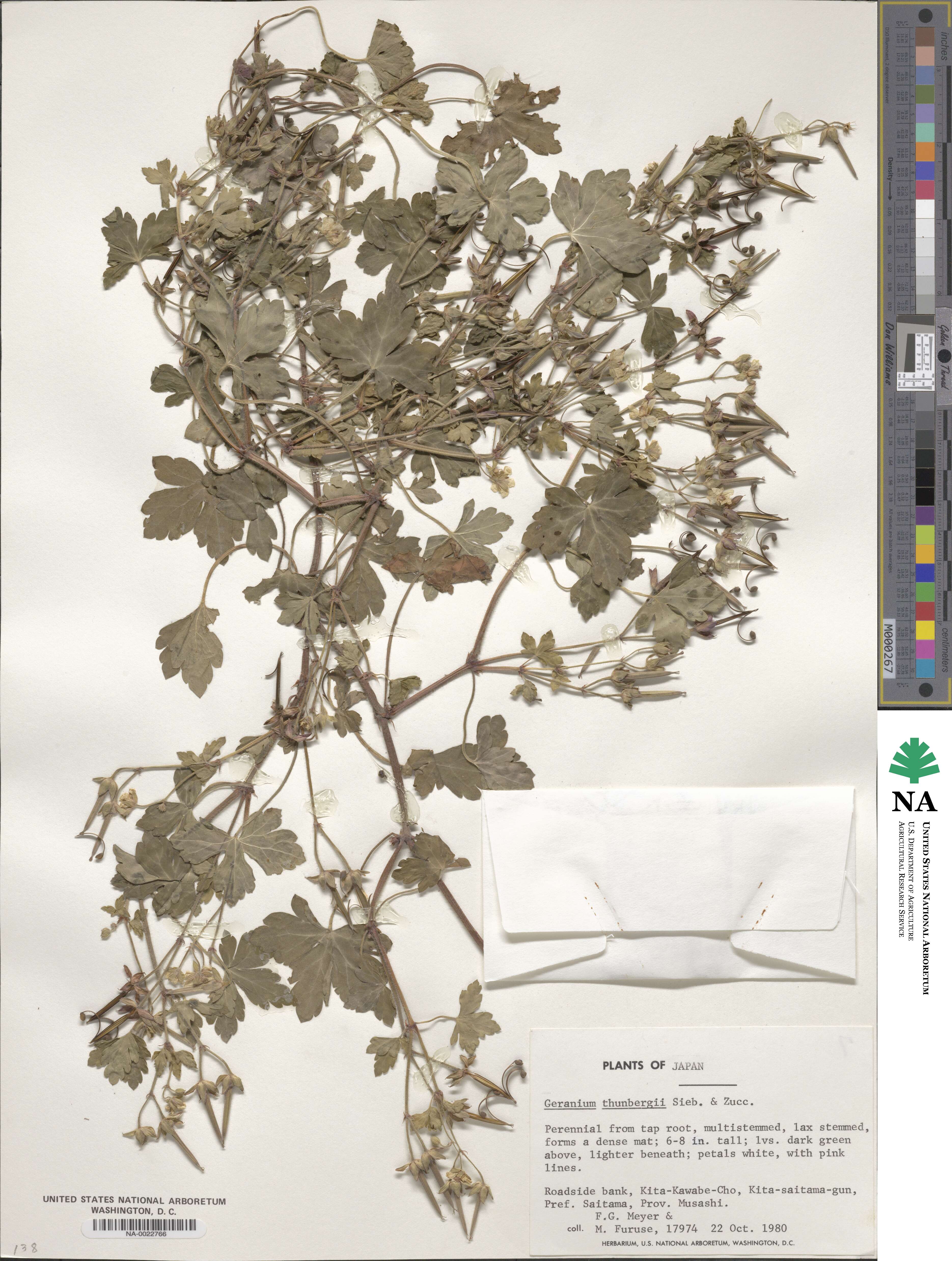 Geranium thunbergii image