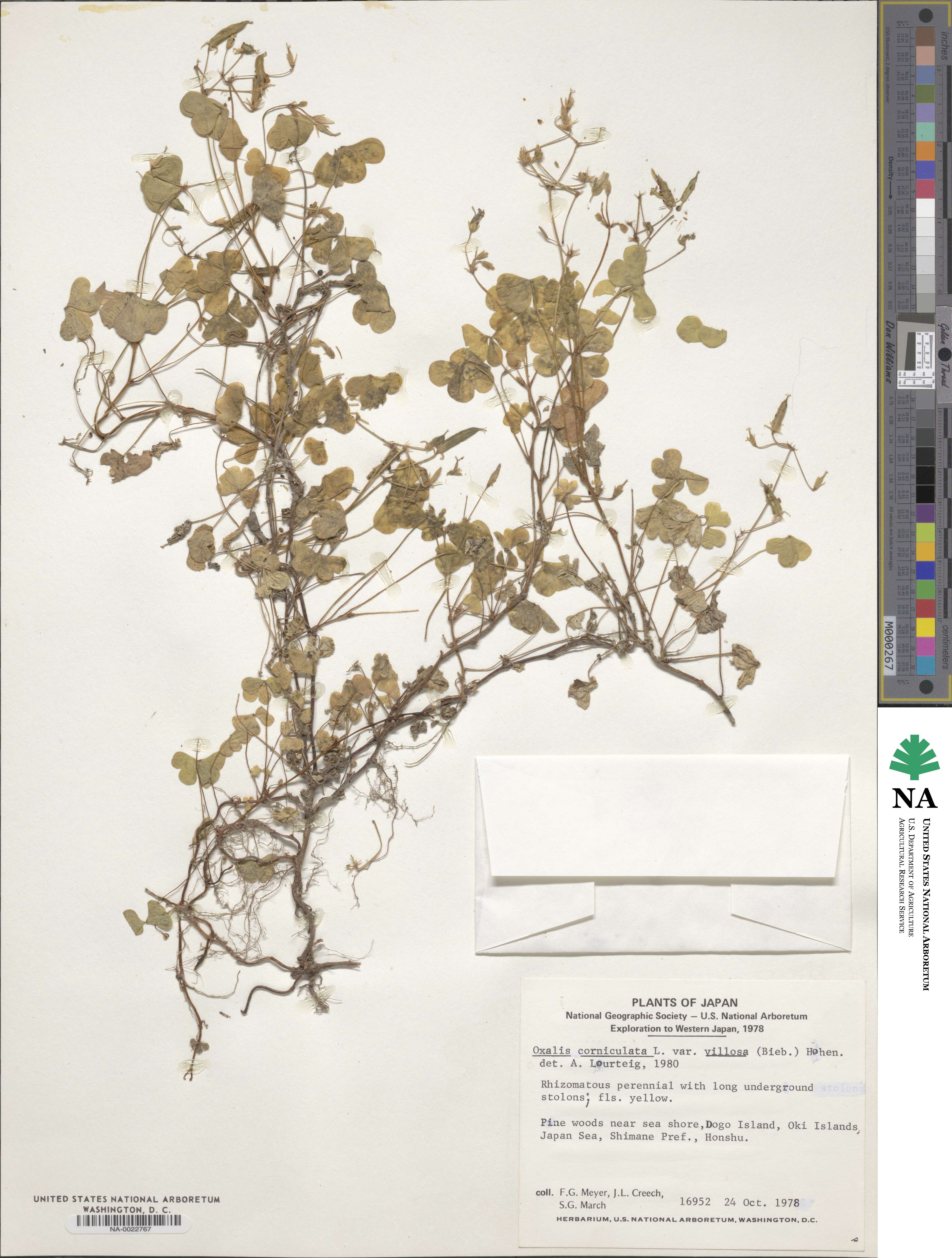 Oxalis corniculata image