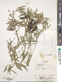 Lathyrus palustris subsp. palustris image