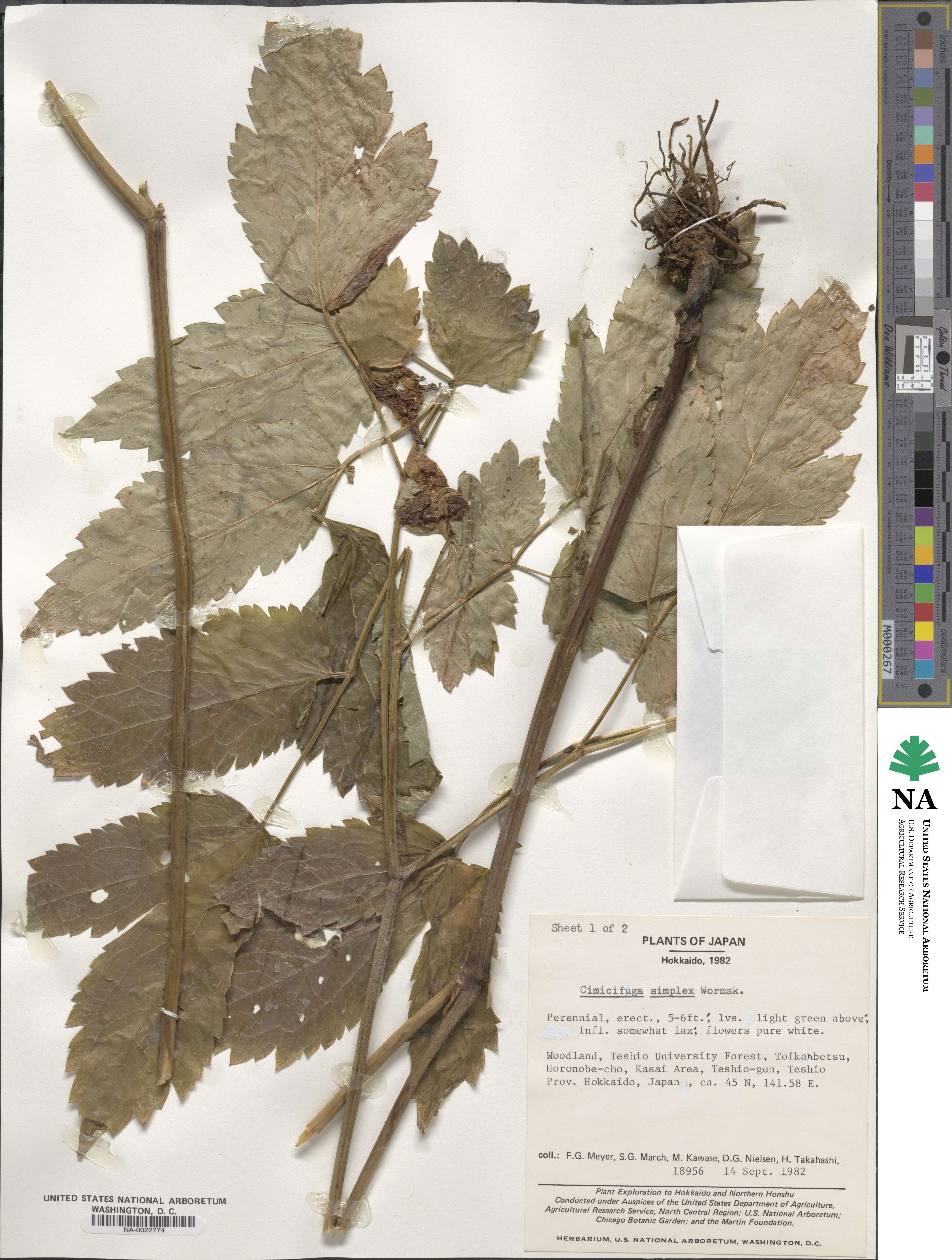 Actaea image
