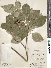 Paeonia obovata image