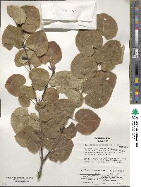 Cercidiphyllum japonicum image