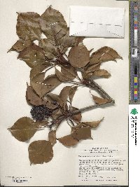 Trochodendron aralioides image