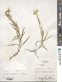 Dianthus superbus image