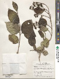 Philadelphus satsumi image