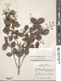 Deutzia scabra var. sieboldiana image