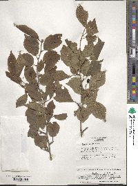 Prunus incisa image