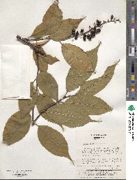 Prunus ssiori image