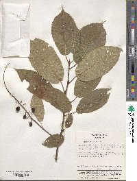 Prunus ssiori image