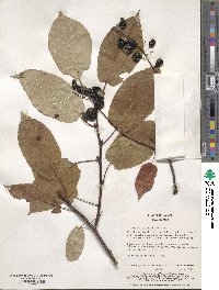 Prunus ssiori image