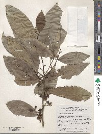 Prunus zippeliana image