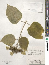 Hydrangea macrophylla image