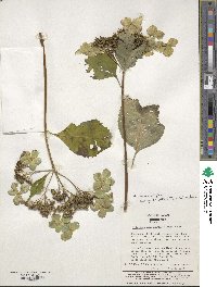 Hydrangea serrata image