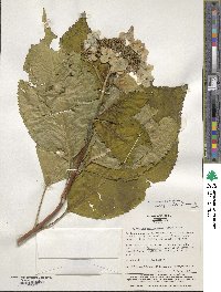 Hydrangea serrata image