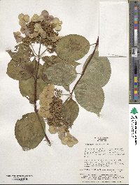 Hydrangea paniculata image