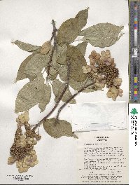 Hydrangea paniculata image