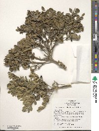 Ilex crenata image