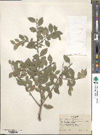 Ilex crenata image