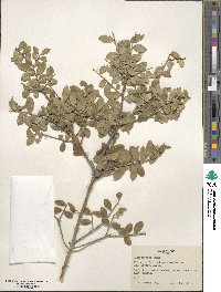 Ilex crenata image