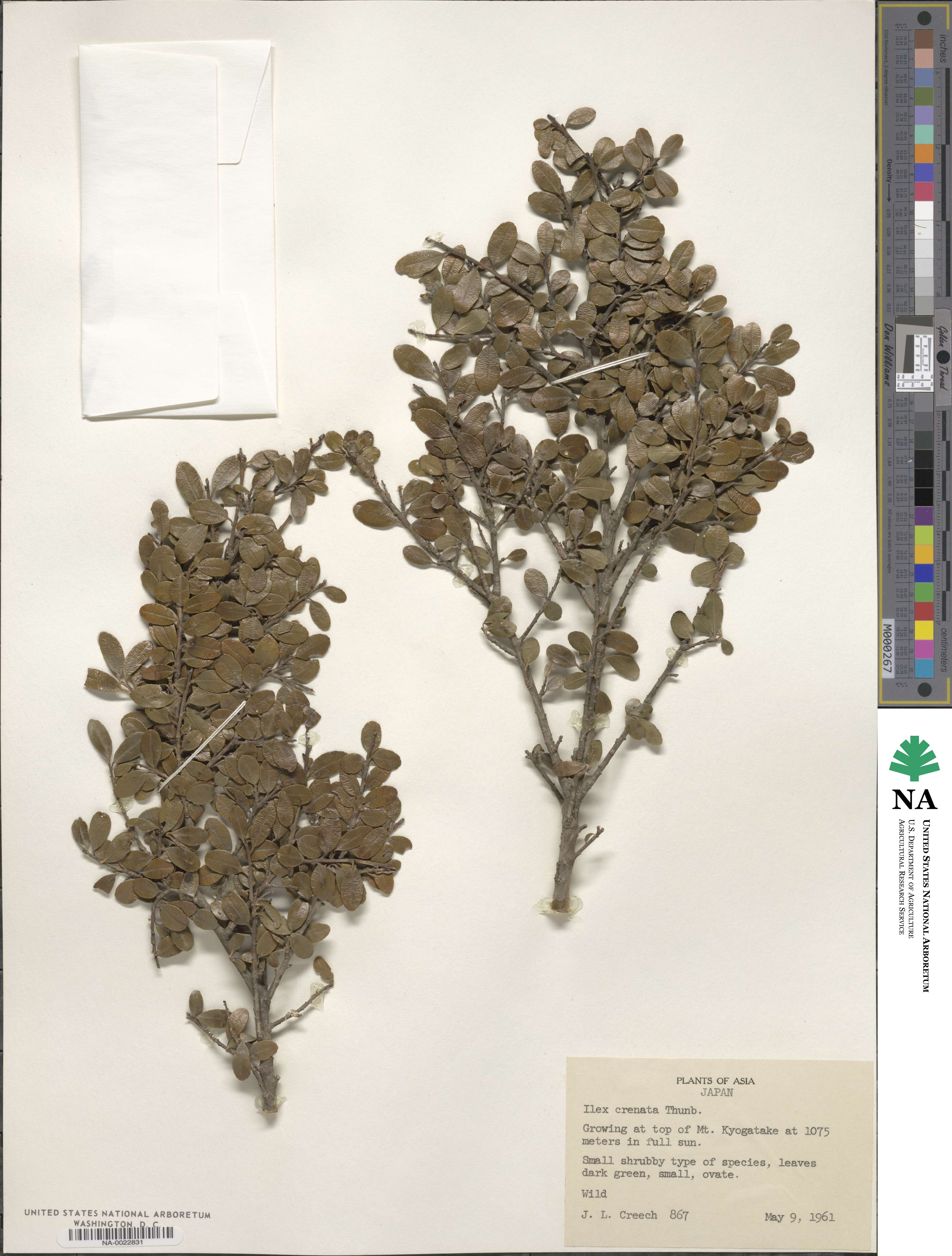 Ilex crenata image