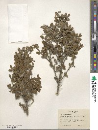 Ilex crenata image