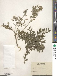 Ilex crenata image