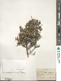 Ilex crenata image