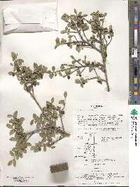 Ilex crenata image