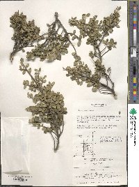 Ilex crenata image