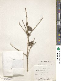 Ilex bioritsensis image