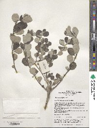 Vitex rotundifolia image