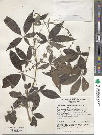 Vitex negundo var. negundo image