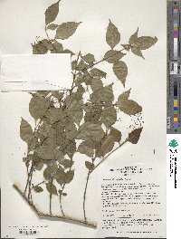 Image of Premna microphylla