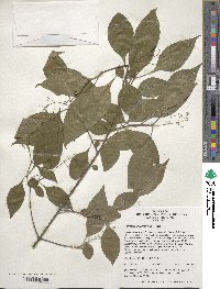 Premna microphylla image