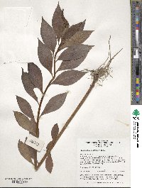 Lysimachia clethroides image