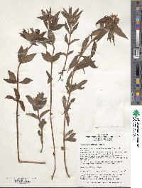 Image of Lysimachia klattiana