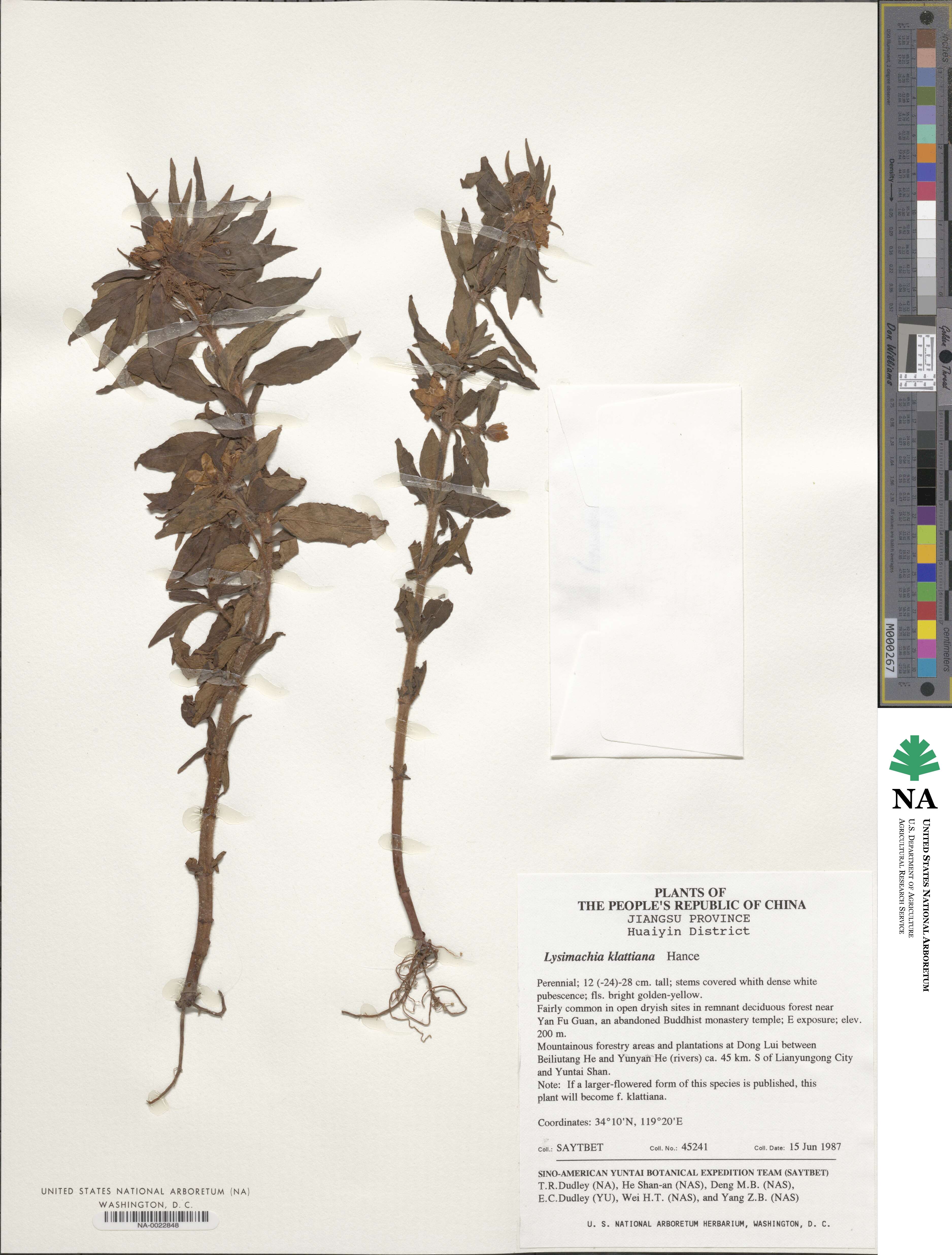 Lysimachia klattiana image