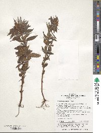 Lysimachia klattiana image