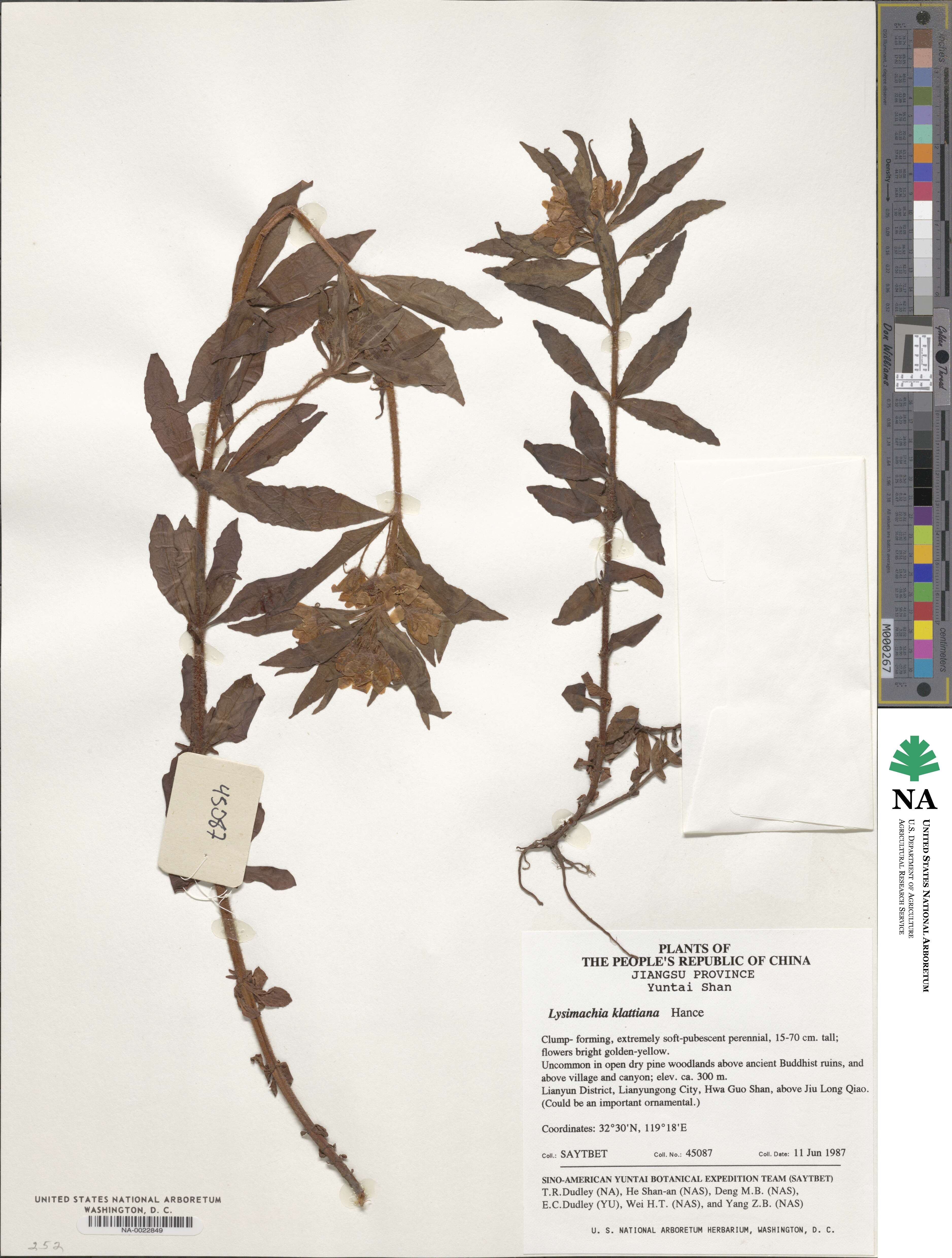 Lysimachia klattiana image