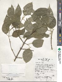 Cornus walteri image