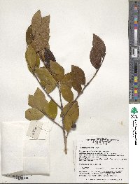 Camellia oleifera image