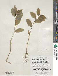 Disporum viridescens image